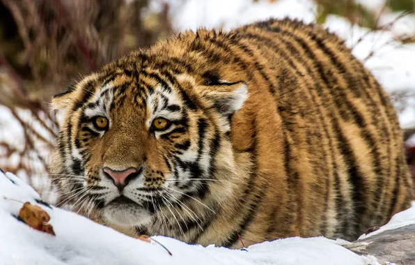 Картинка взгляд, снег, тигр