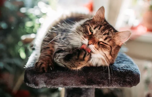 Кошка, кот, взгляд, поза, портрет, мордашка