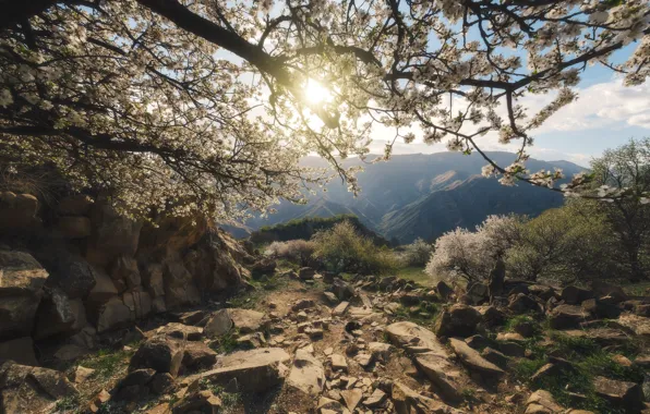 Картинка солнце, деревья, пейзаж, горы, природа, камни, рассвет, весна