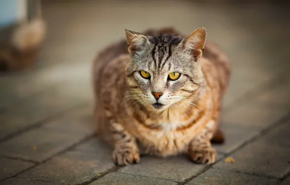 Картинка кот, взгляд, мордочка, котейка, Виктория Герасименко