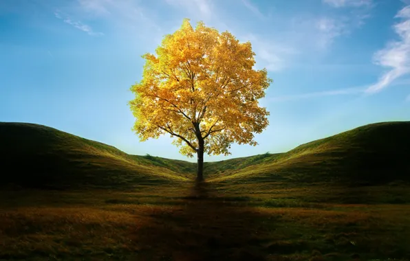 Картинка осень, трава, листья, дерево, холмы, тень, арт, желтое