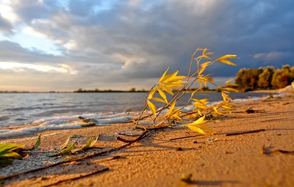 Картинка песок, море, пляж, небо, листья, вода, ветки, природа