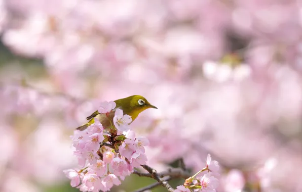 Картинка природа, дерево, птица, весна, сакура, цветение