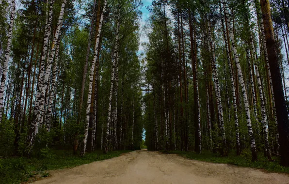 Лес, деревья, тропа, Дорога, небо.