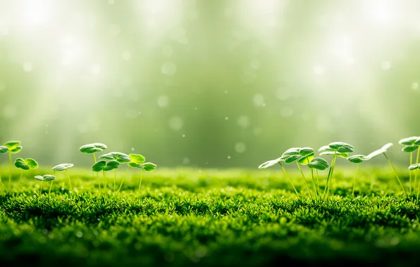Макро, ростки, фон, обои, мох, wallpaper, background, macro