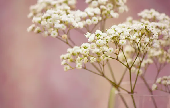 Как называются маленькие белые цветочки в букетах в Самаре.