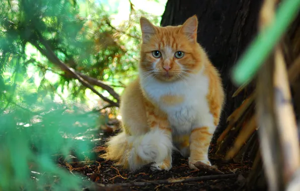 Картинка кошка, кот, природа, рыжая