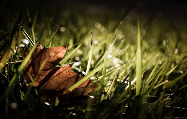 Картинка Листок, Трава, Осень, Fall, Grass
