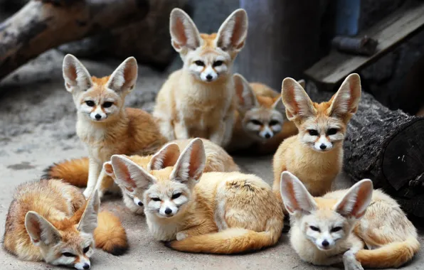 Животные, лисы, фенек, Fennec fox, ушастые