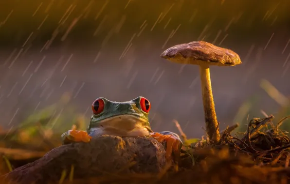 Картинка грусть, задумчивость, дождь, гриб, лягушка, лапки, оранжевые, зеленая