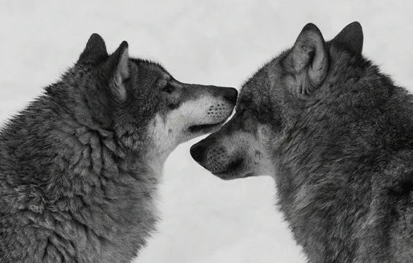 Predator, wolf, portrait, portrait., Canis lupus. face