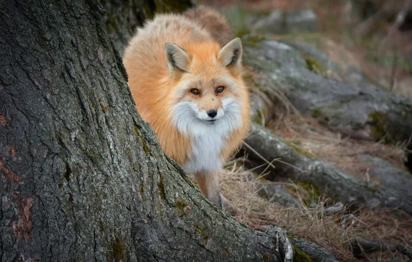 Лес, природа, лиса