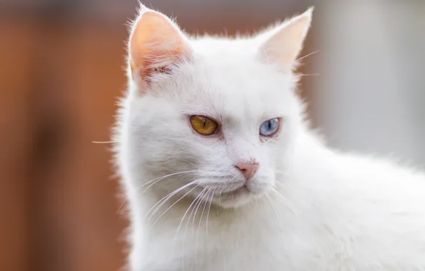 Картинка Кошка, Cat, Белая кошка