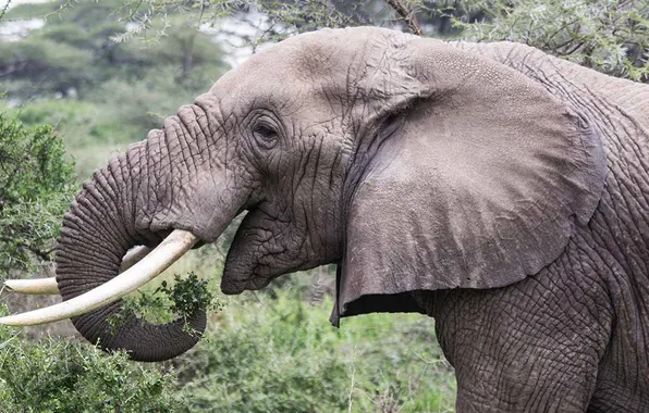 Картинка big, animal, asian, elephant, gray, african