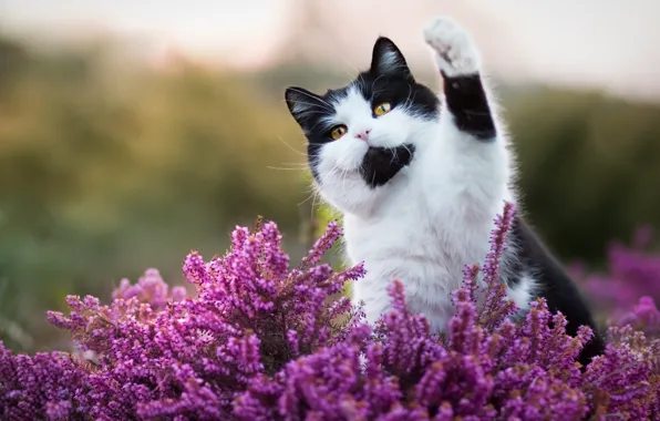 Картинка кошка, кот, взгляд, морда, цветы, природа, поза, фон