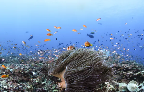 Рыбы, кораллы, морское дно, голубая вода