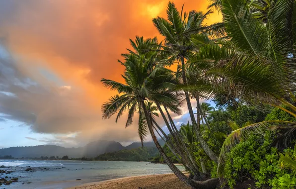 Картинка пляж, пейзаж, природа, тропики, пальмы, океан