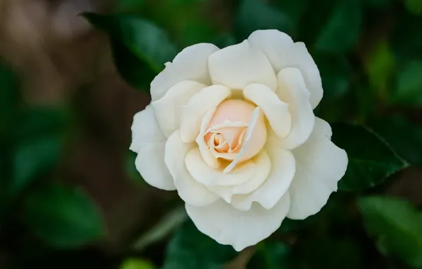Картинка роза, лепестки, белая, боке