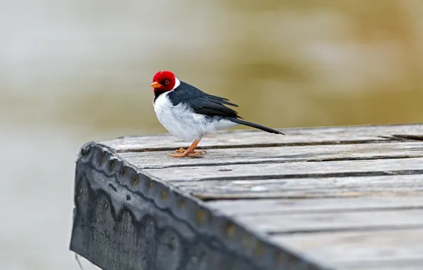 Картинка мост, птица, Red capped cardinal