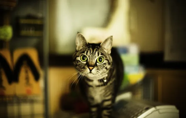 Картинка кошка, глаза, кот, усы, размытость, зеленые, серая, полосатая