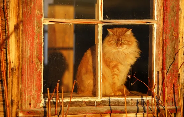Кошка, деревня, окно, пушистая