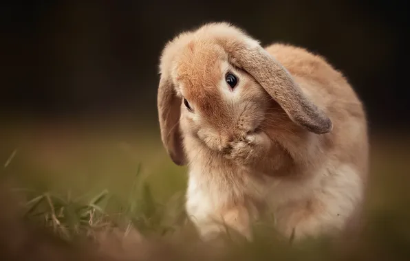 Природа, заяц, весна, кролик