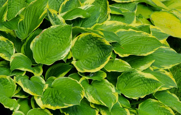 Green, leafs, plant