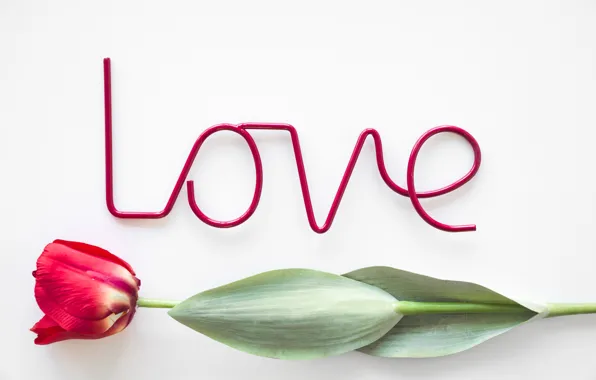 Картинка любовь, цветы, тюльпан, love, flowers, beautiful, romantic, tulip