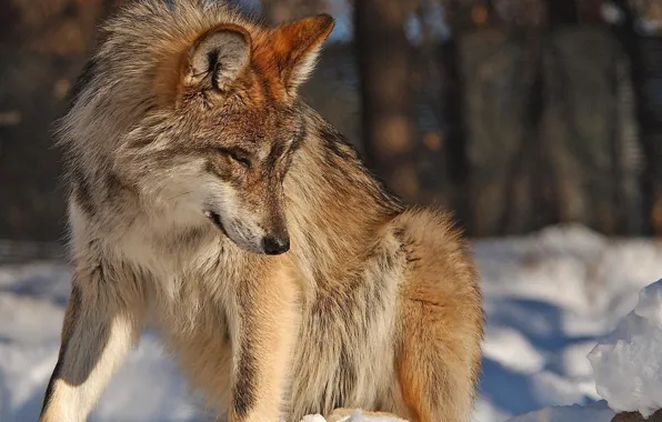 Картинка nature, predator, animal, wolf, wildlife, portrait, portrait., Canis lupus. face