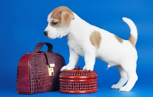 Картинка собака, щенок, сумки