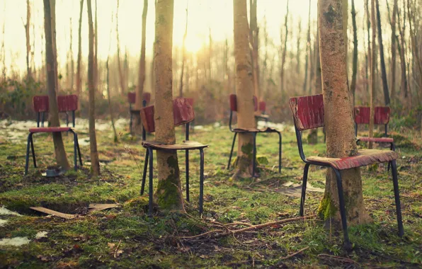 Картинка лес, деревья, стулья, ситуация
