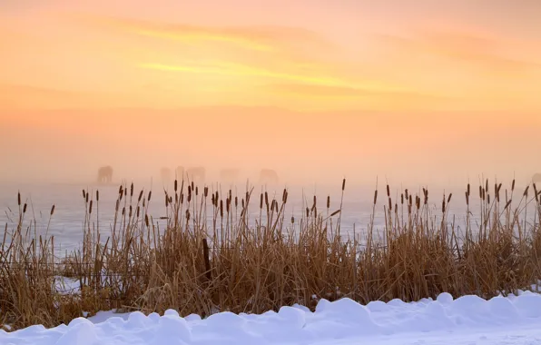 Картинка зима, утро, Юта, США, Долина Heber