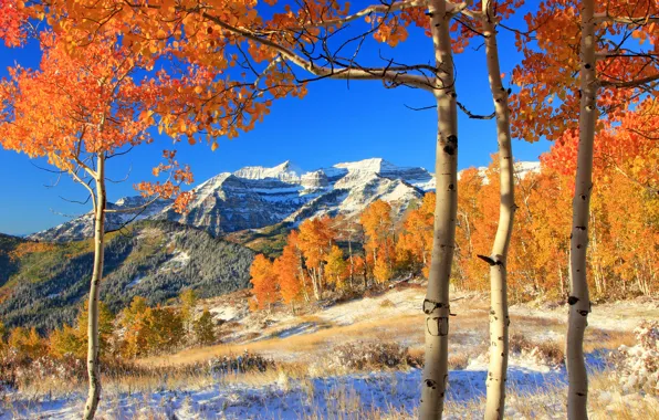 Картинка осень, лес, листья, снег, деревья, горы, желтые