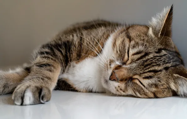 Картинка кошка, лежит, спит