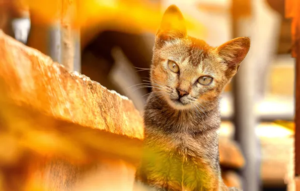 Кошка, кот, взгляд, морда, свет, портрет, желтый фон, боке