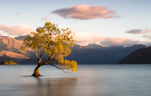 Облака, горы, птицы, озеро, дерево, Новая Зеландия, Отаго, Ванака