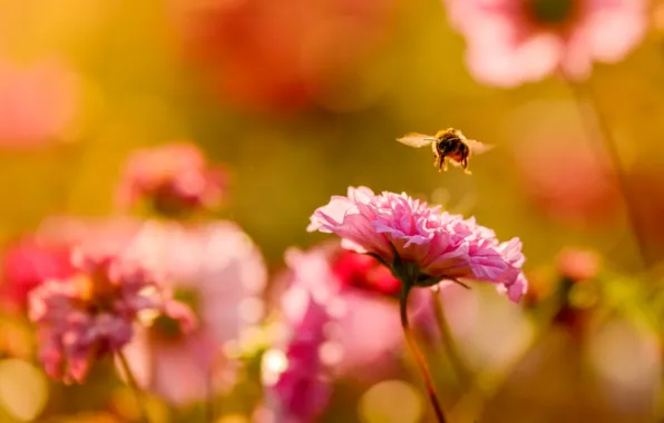 Цветок, природа, пчела