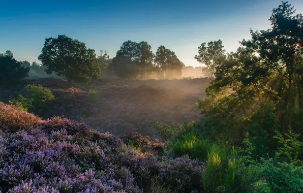 Лучи, деревья, рассвет, утро, Нидерланды, Netherlands, вереск, Национальный парк Велювезом