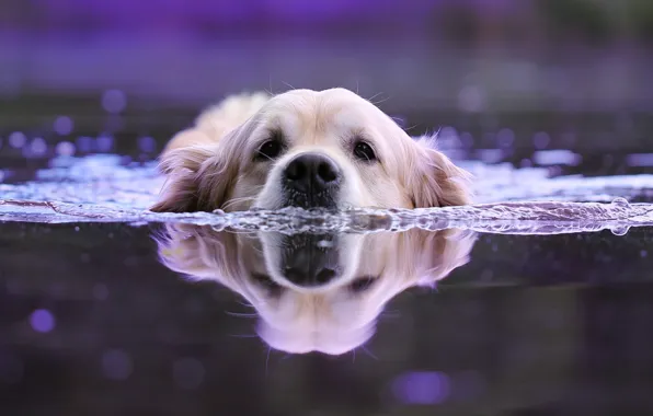 Картинка вода, животное, собака, голова, пловец, пёс, боке, ретривер