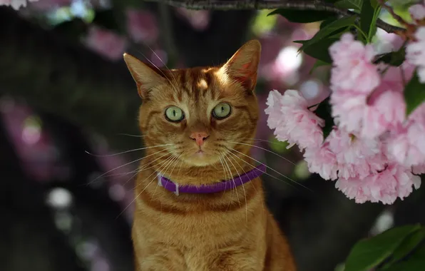 Картинка кошка, взгляд, цветы