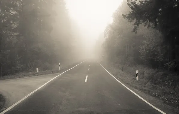 Картинка дорога, лес, туман, разметка, поворот