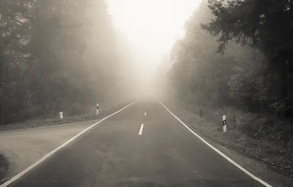 Дорога, лес, туман, разметка, поворот