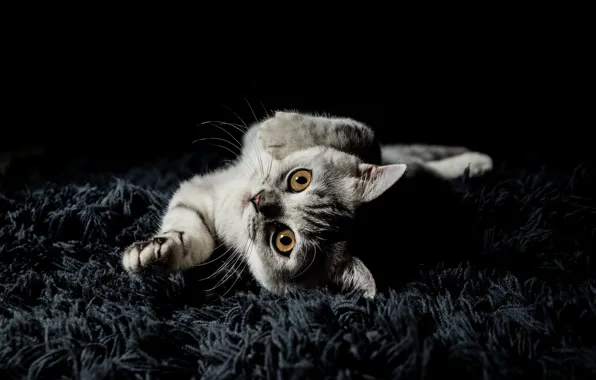 Кошка, взгляд, поза, котенок, серый, портрет, лапки, ворс