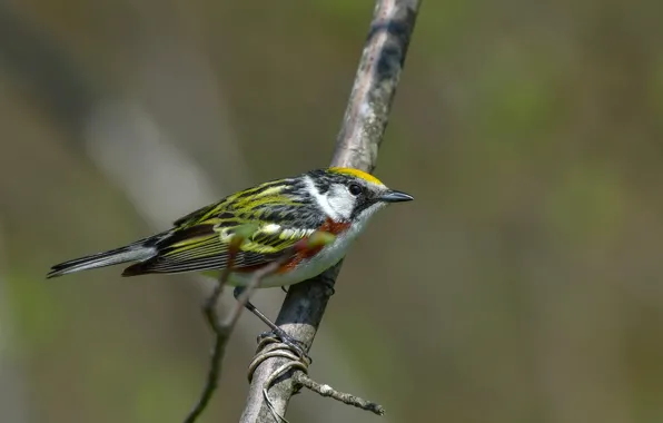 Ветки, птица, боке, Chestnut-sided Warbler