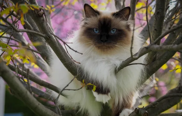 Картинка кошка, кот, взгляд, листья, деревья, ветки, природа, поза