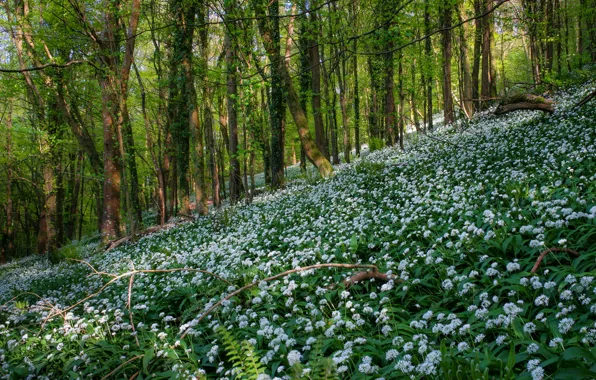 Картинка лес, деревья, цветы, весна, склон