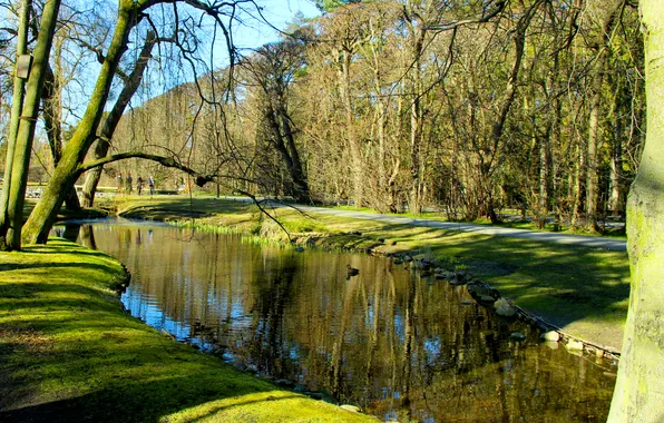 Trees, water, park, pond