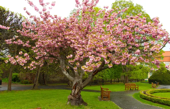 Flower, park, tree, blooming, spreng