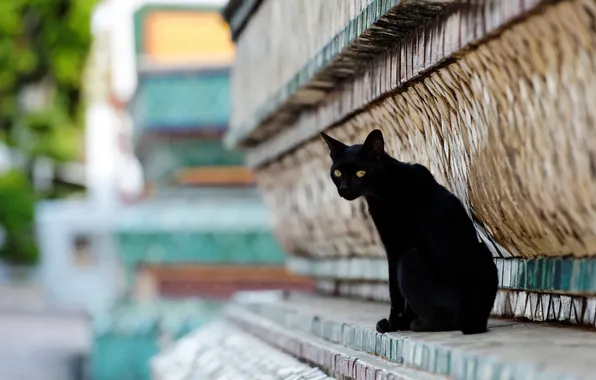 Картинка кот, город, улица, черный, здание, рельеф