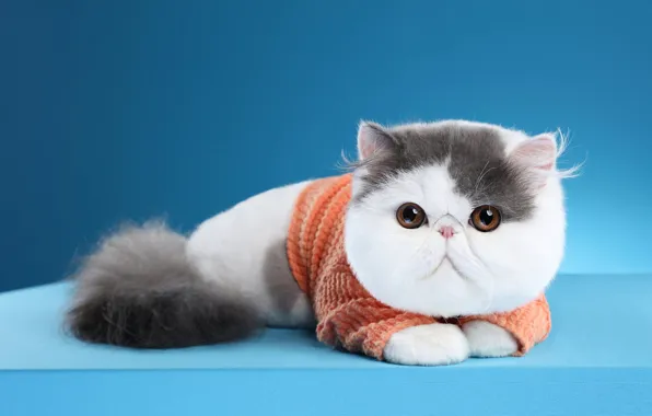 Кошка, взгляд, поза, котенок, фон, голубой, мордочка, лежит
